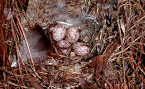 nest and egg of great crested flycatcher