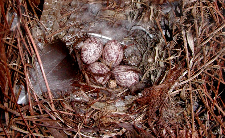 nest and egg of great crested flycatcher