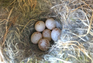nest of carolina chickadee