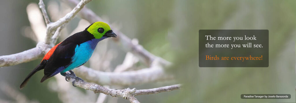 paradise tanager head image