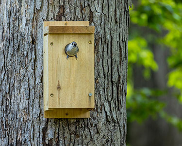 tufted titmouse in nesting box