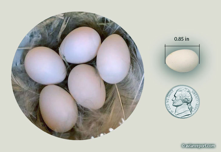Tree Swallow Nest and Eggs Avian Report