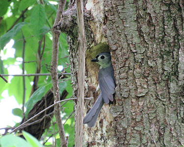 tufted titmouse in tree cavity