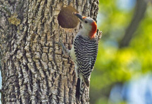 Birds Fight for Birdhouses