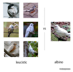 ration leucistic vs albino birds