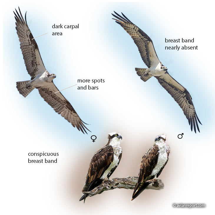 male and female ospreys