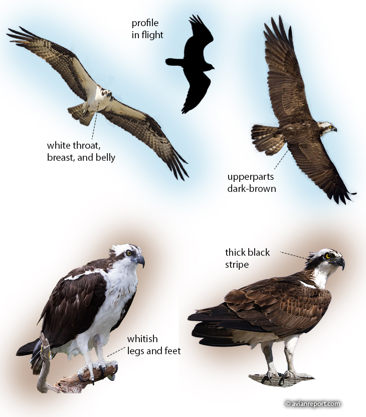 osprey perched & in flight