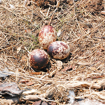 osprey eggs