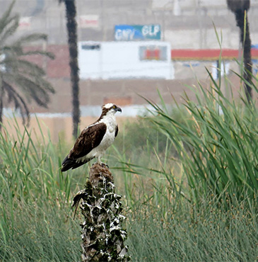 osprey in wintering grounds