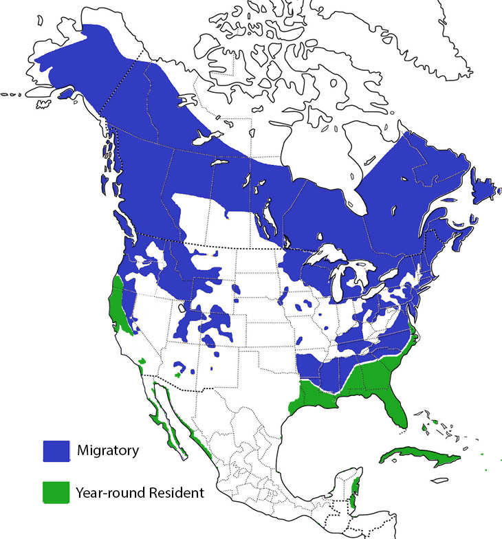 Osprey Breeding Everything you need to know