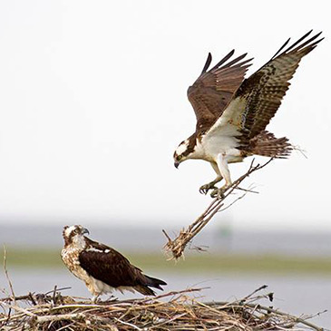 ospreys building a net