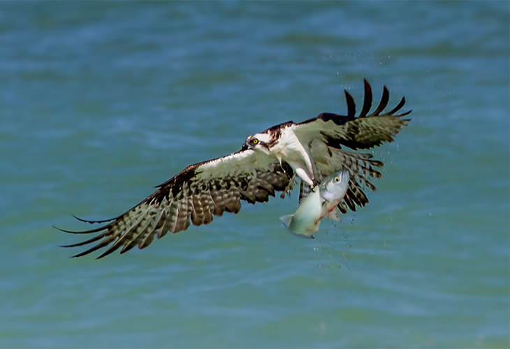 osprey feeding