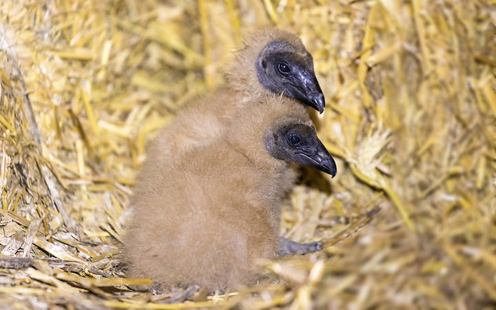 black vulture nesting habits