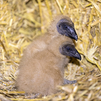 baby black vultures