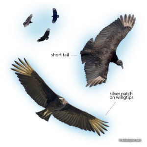 black-vultures in flight