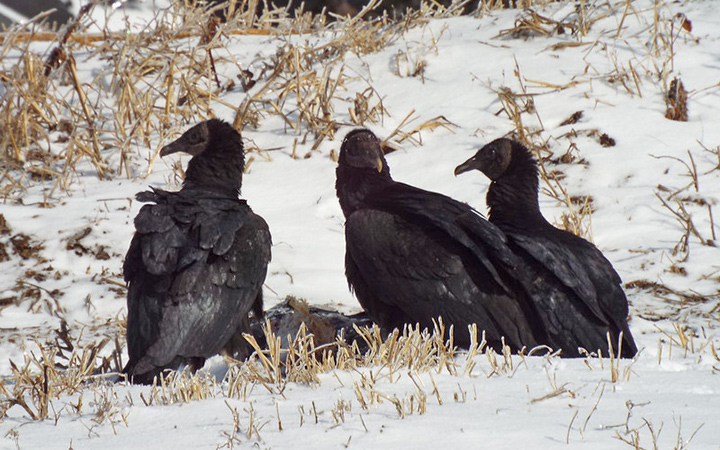 black-vulture-winter-residents