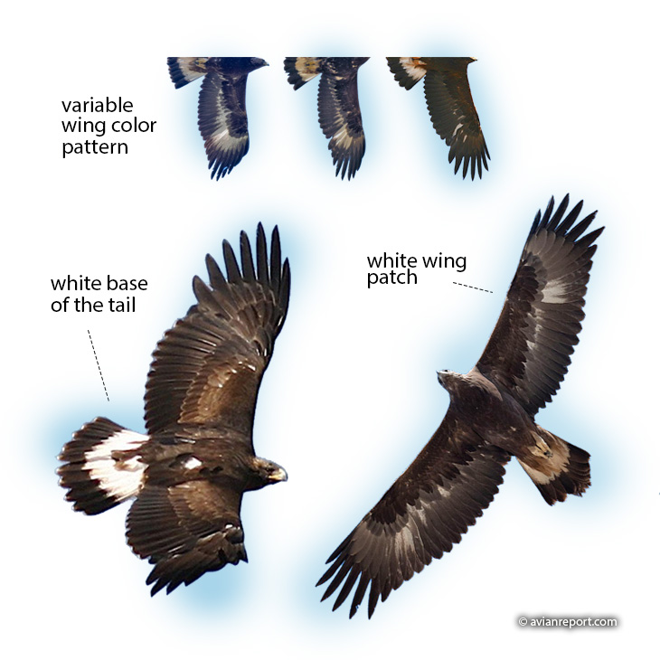 juvenile golden eagles