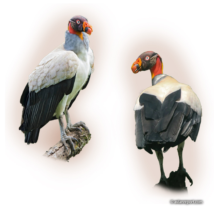 king vulture on a perch