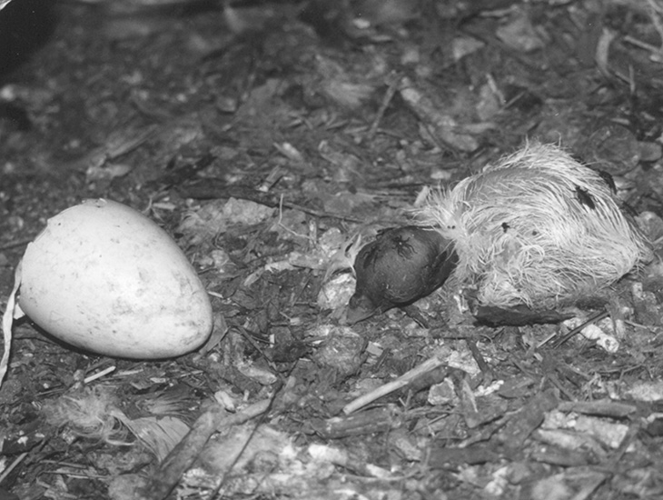 newly hatched king vultur