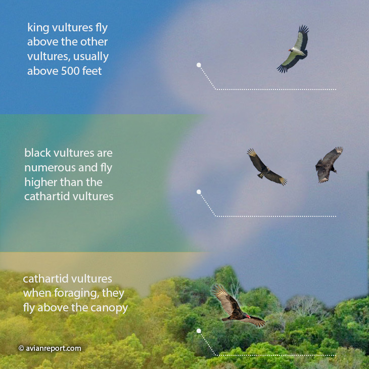 king vulture finding food