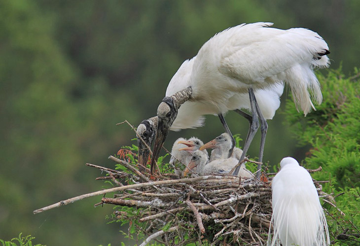 wood storks raising chicks