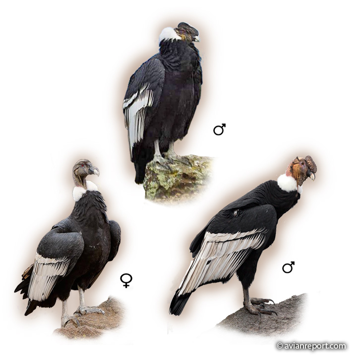 adult andean condor standing