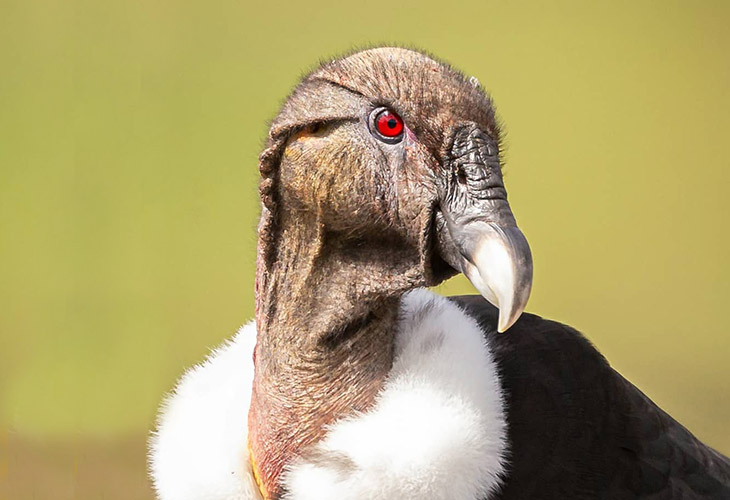 andean condor bare neck and head