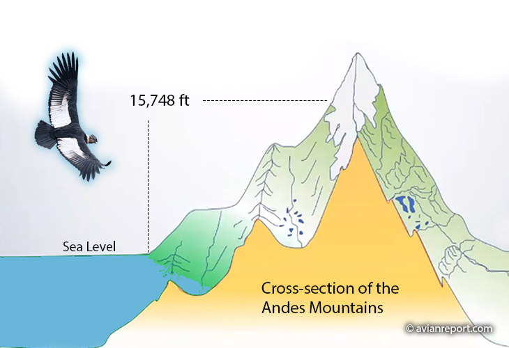 andean-condor altitudinal range