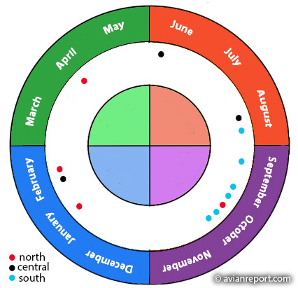breeding seasonality andean condor