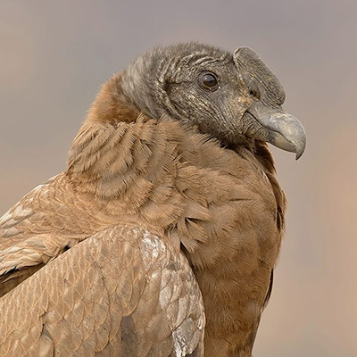 juvenile andean condor