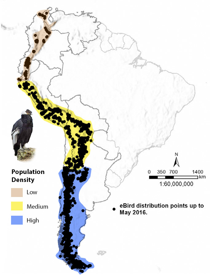 andean-condor-distribution-map