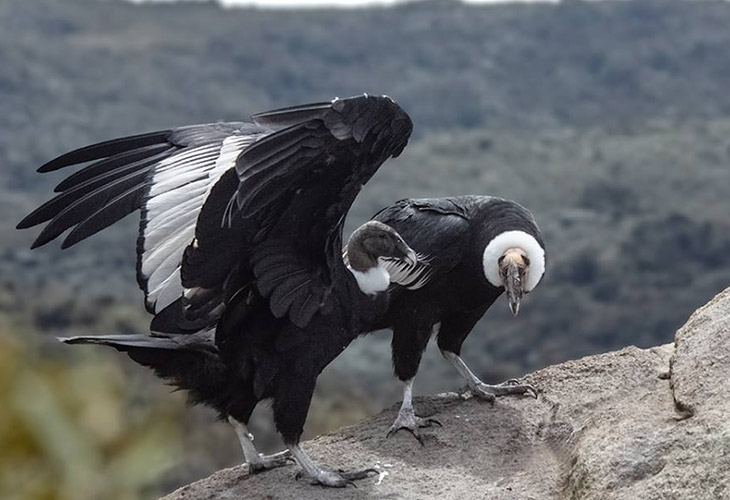endangered andean condor