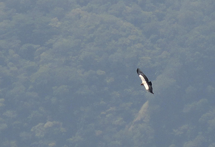 Where-does the king vulture live