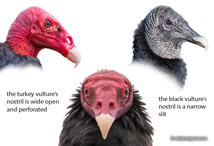 turkey vulture smell adaptaions