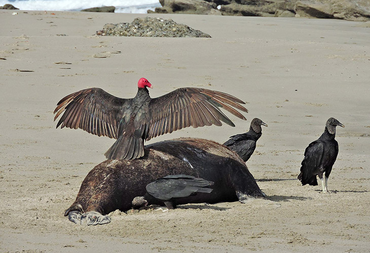 turkey vulture on carcass