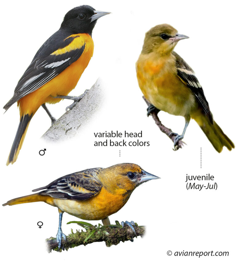 Discover the 41 Birds Visiting Backyard Feeder in the Northeast