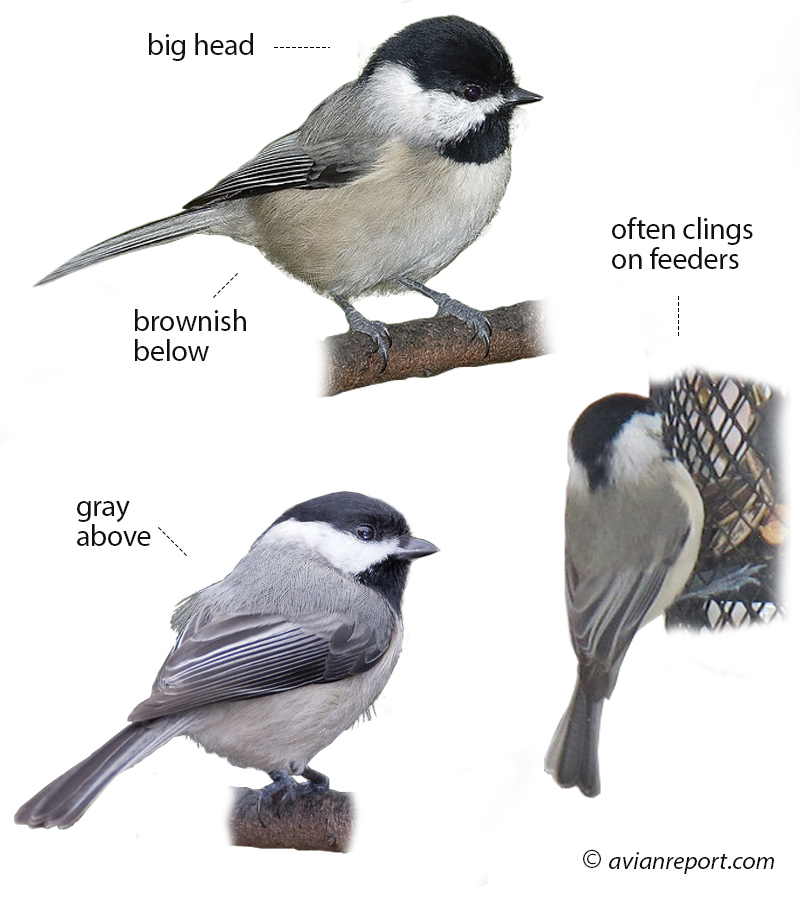 Birds that Visit Backyard Bird Feeders in Utah The Definitive Guide