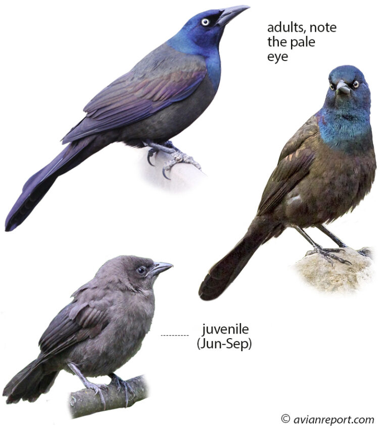 Arkansas Rapping Bird 49 Arkansas Backyard Feeder Birds: ID & Sound Guide - Avian Report