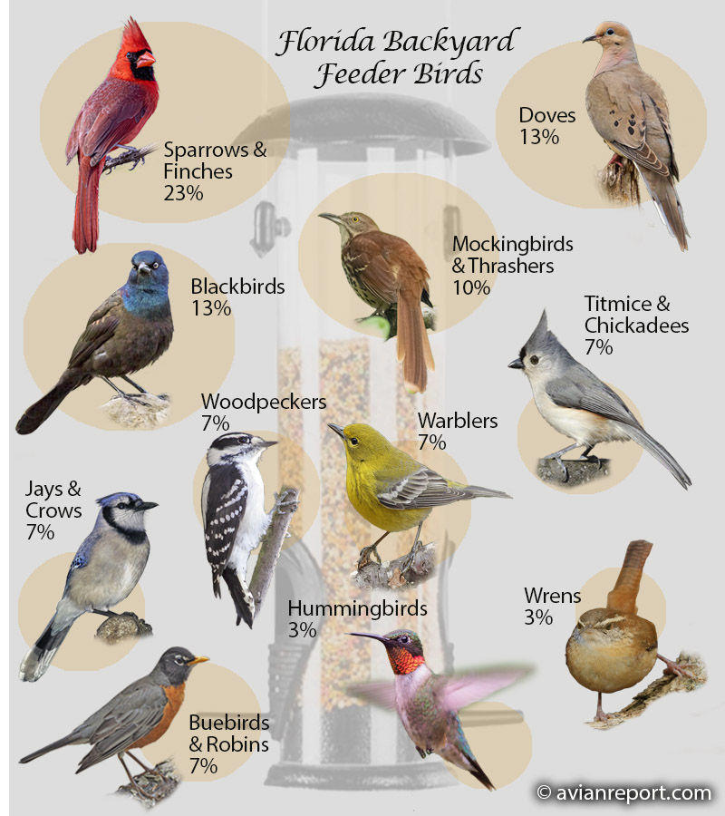 birds-florida-backyard-bird-feeder