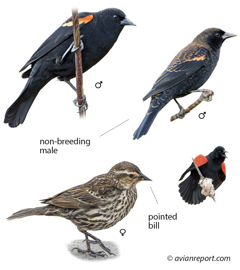 red-winged-blackbird