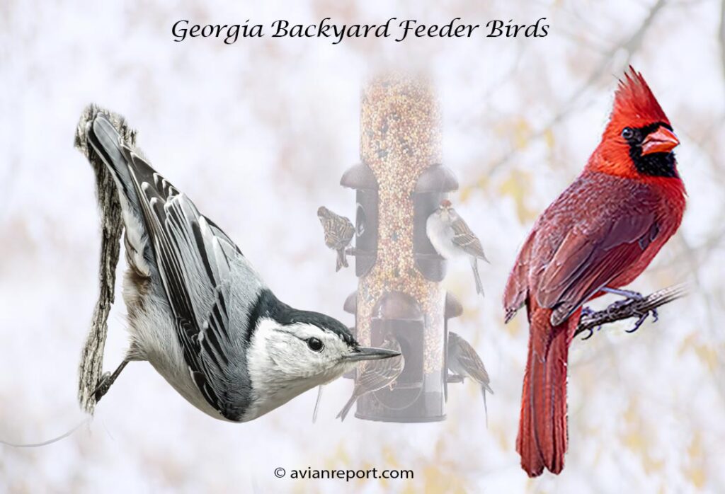 Header image for the 49 Georgia backyard Feeder Birds, featuring an adult White-breasted Nuthatch and an adult male Northern Cardinal.