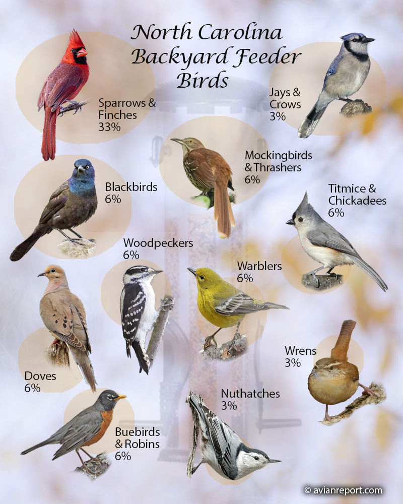 north-carolina-backyard-birds