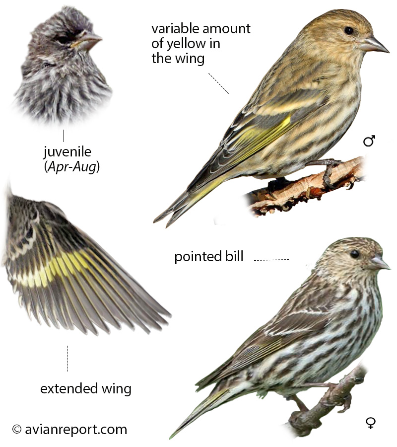 pine-siskin
