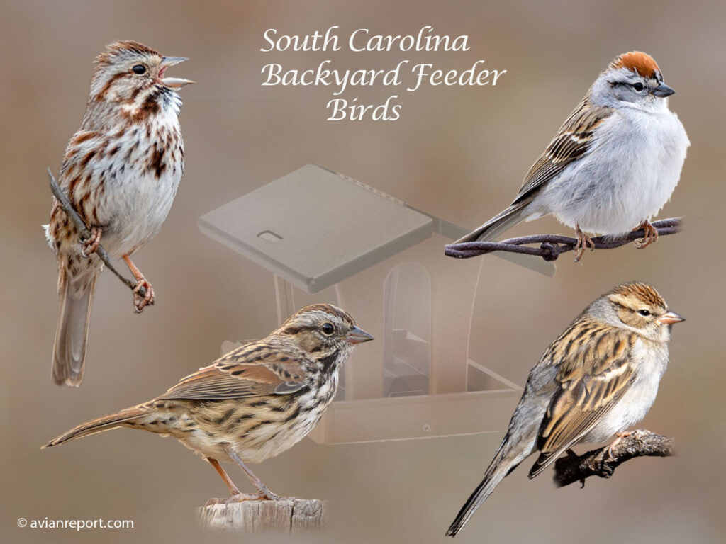 Header image for the 48 South Carolina backyard Feeder Birds, featuring an adult Song Sparrows and Chipping Sparrows.