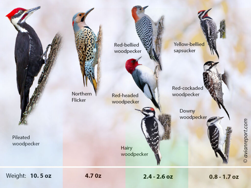 woodpeckers-sizes