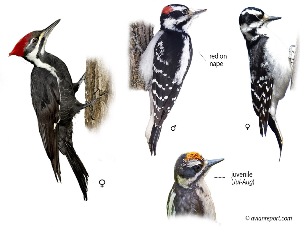 alabama-woodpeckers