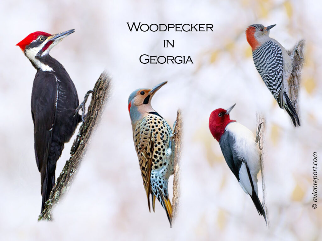 woodpeckers in Georgia