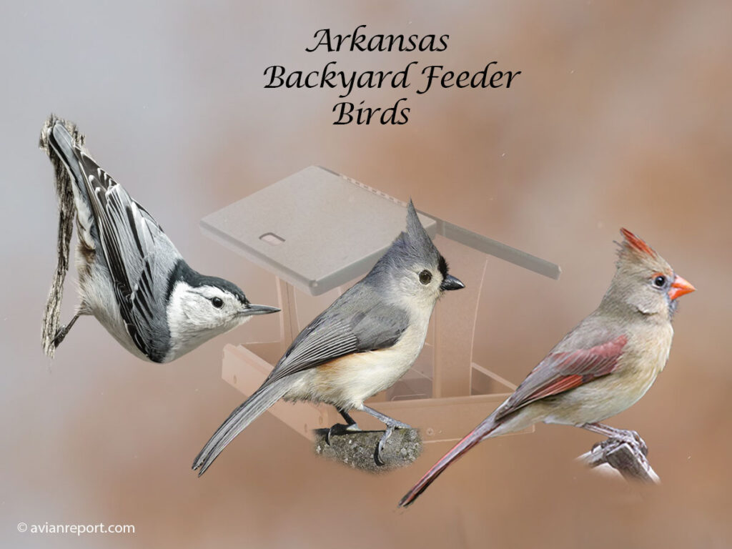 Header image for the 49 Arkansas backyard Feeder Birds, featuring a White-breasted Nuthatch, tufted Titmouse, and a female Norther Cardinal.