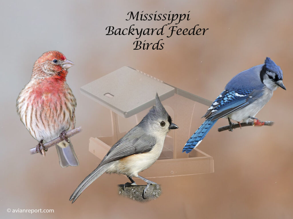 Header image for the 47 Mississippi backyard Feeder Birds, featuring a male House Finch, a Tufted Titmouse, and a Blue Jay.