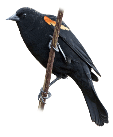 red-winged-blackbird-